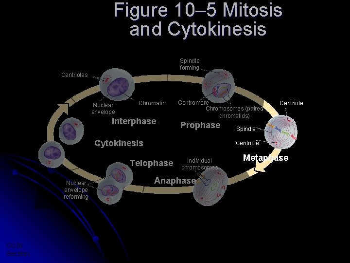 Section 10 -2 Figure 10– 5 Mitosis and Cytokinesis Spindle forming Centrioles Nuclear envelope