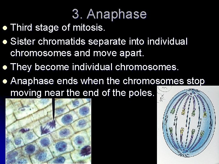 3. Anaphase Third stage of mitosis. l Sister chromatids separate into individual chromosomes and