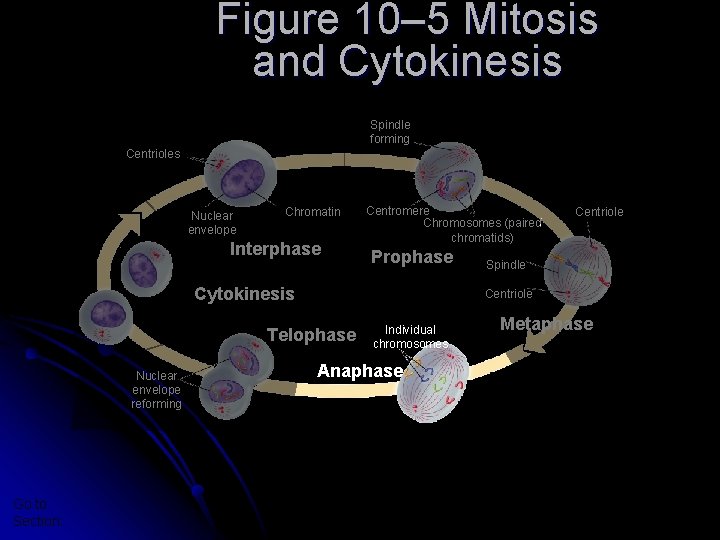 Section 10 -2 Figure 10– 5 Mitosis and Cytokinesis Spindle forming Centrioles Nuclear envelope