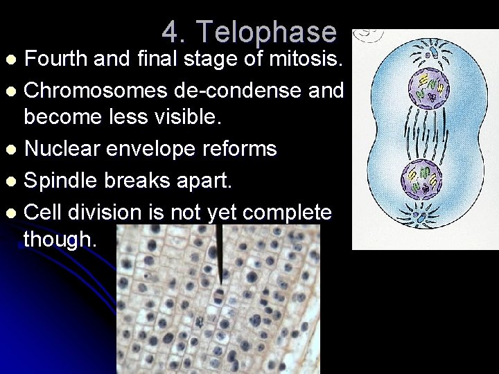 4. Telophase Fourth and final stage of mitosis. l Chromosomes de-condense and become less