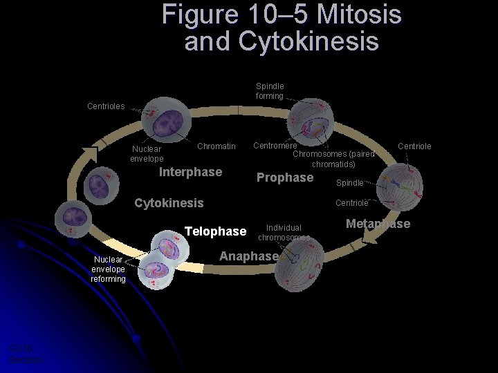 Section 10 -2 Figure 10– 5 Mitosis and Cytokinesis Spindle forming Centrioles Nuclear envelope