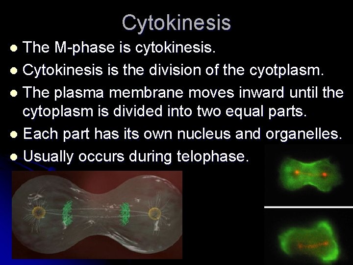 Cytokinesis The M-phase is cytokinesis. l Cytokinesis is the division of the cyotplasm. l