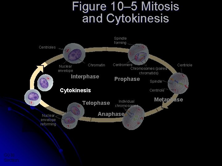 Section 10 -2 Figure 10– 5 Mitosis and Cytokinesis Spindle forming Centrioles Nuclear envelope