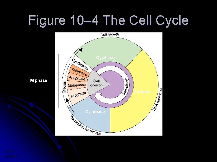 Figure 10– 4 The Cell Cycle Section 10 -2 G 1 phase M phase