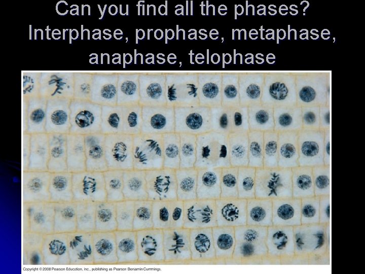 Can you find all the phases? Interphase, prophase, metaphase, anaphase, telophase 