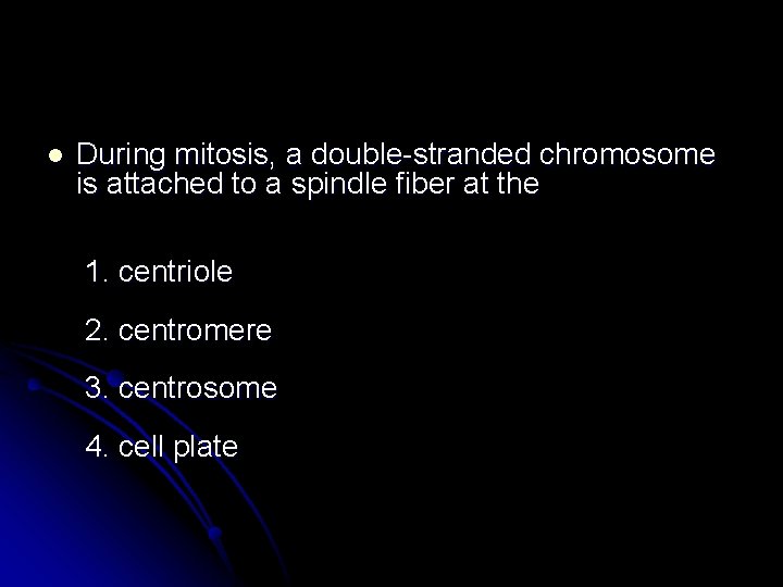 l During mitosis, a double-stranded chromosome is attached to a spindle fiber at the