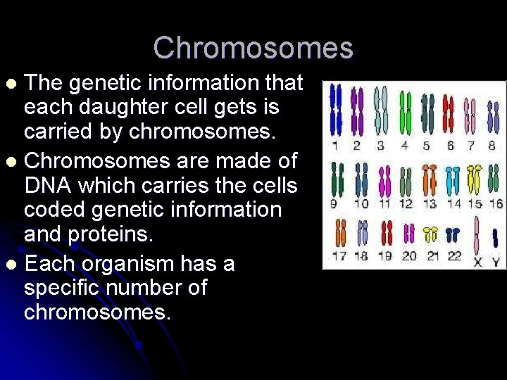 Chromosomes The genetic information that each daughter cell gets is carried by chromosomes. l