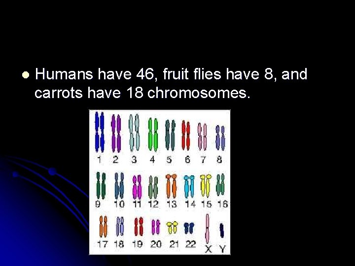 l Humans have 46, fruit flies have 8, and carrots have 18 chromosomes. 