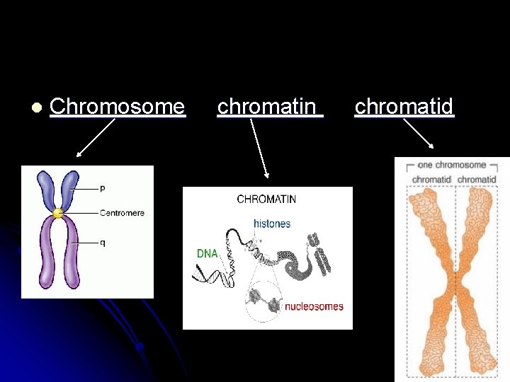 l Chromosome chromatin chromatid 