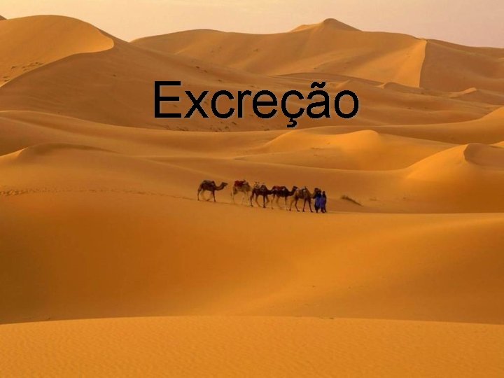 Excreção Excreção
