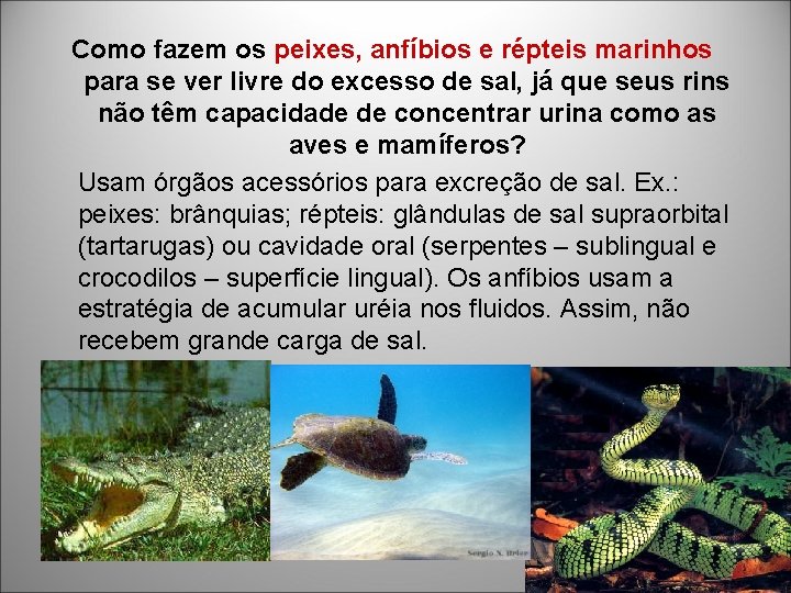 Como fazem os peixes, anfíbios e répteis marinhos para se ver livre do excesso Como fazem os peixes, anfíbios e répteis marinhos para se ver livre do excesso