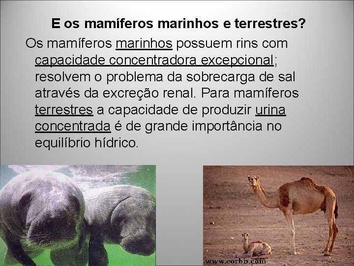 E os mamíferos marinhos e terrestres? Os mamíferos marinhos possuem rins com capacidade concentradora E os mamíferos marinhos e terrestres? Os mamíferos marinhos possuem rins com capacidade concentradora