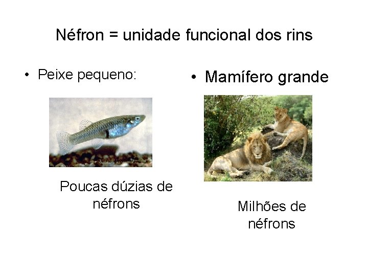 Néfron = unidade funcional dos rins • Peixe pequeno: Poucas dúzias de néfrons • Néfron = unidade funcional dos rins • Peixe pequeno: Poucas dúzias de néfrons •