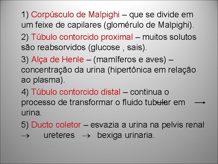1) Corpúsculo de Malpighi – que se divide em um feixe de capilares (glomérulo 1) Corpúsculo de Malpighi – que se divide em um feixe de capilares (glomérulo