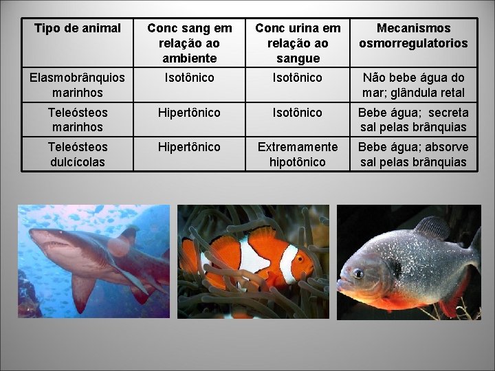 Tipo de animal Conc sang em relação ao ambiente Conc urina em relação ao Tipo de animal Conc sang em relação ao ambiente Conc urina em relação ao