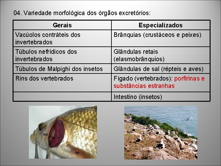 04. Variedade morfológica dos órgãos excretórios: Gerais Especializados Vacúolos contráteis dos invertebrados Brânquias (crustáceos 04. Variedade morfológica dos órgãos excretórios: Gerais Especializados Vacúolos contráteis dos invertebrados Brânquias (crustáceos