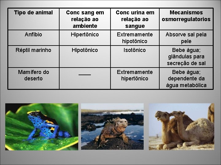 Tipo de animal Conc sang em relação ao ambiente Conc urina em relação ao Tipo de animal Conc sang em relação ao ambiente Conc urina em relação ao