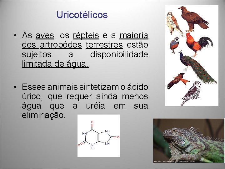 Uricotélicos • As aves, os répteis e a maioria dos artropódes terrestres estão sujeitos Uricotélicos • As aves, os répteis e a maioria dos artropódes terrestres estão sujeitos