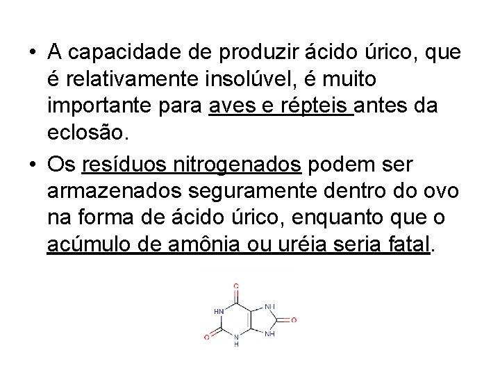 • A capacidade de produzir ácido úrico, que é relativamente insolúvel, é muito • A capacidade de produzir ácido úrico, que é relativamente insolúvel, é muito
