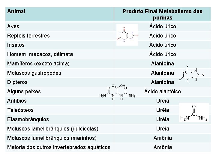 Animal Produto Final Metabolismo das purinas Aves Ácido úrico Répteis terrestres Ácido úrico Insetos Animal Produto Final Metabolismo das purinas Aves Ácido úrico Répteis terrestres Ácido úrico Insetos