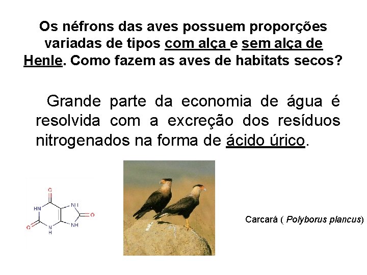 Os néfrons das aves possuem proporções variadas de tipos com alça e sem alça Os néfrons das aves possuem proporções variadas de tipos com alça e sem alça
