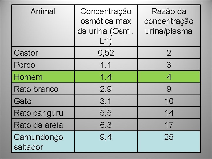 Animal Castor Porco Homem Rato branco Gato Rato canguru Rato da areia Camundongo saltador Animal Castor Porco Homem Rato branco Gato Rato canguru Rato da areia Camundongo saltador