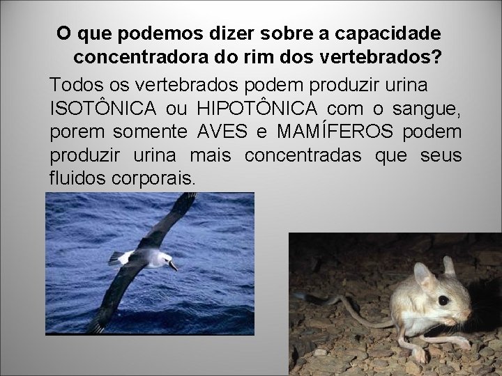 O que podemos dizer sobre a capacidade concentradora do rim dos vertebrados? Todos os O que podemos dizer sobre a capacidade concentradora do rim dos vertebrados? Todos os