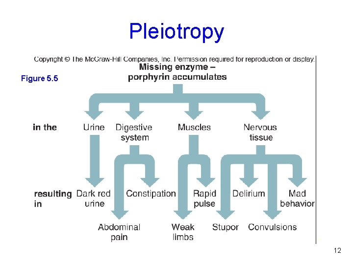 Pleiotropy Figure 5. 5 a Figure 5. 5 b Photo © North Wind Picture