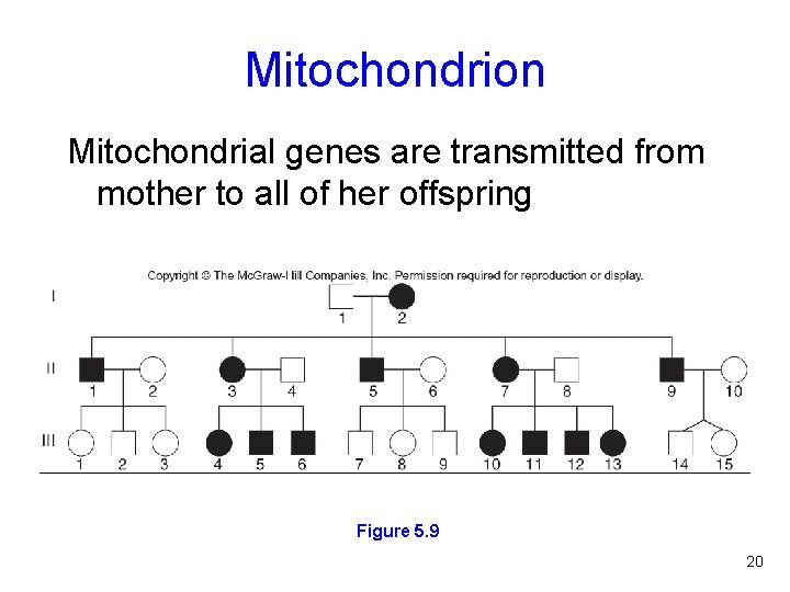 Mitochondrion Mitochondrial genes are transmitted from mother to all of her offspring Figure 5.