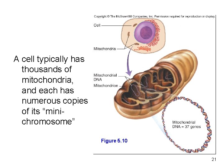 A cell typically has thousands of mitochondria, and each has numerous copies of its