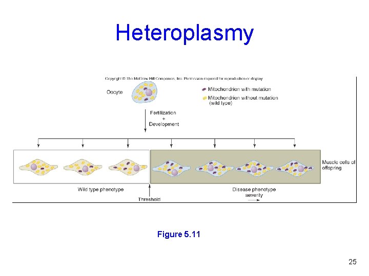 Heteroplasmy Figure 5. 11 25 