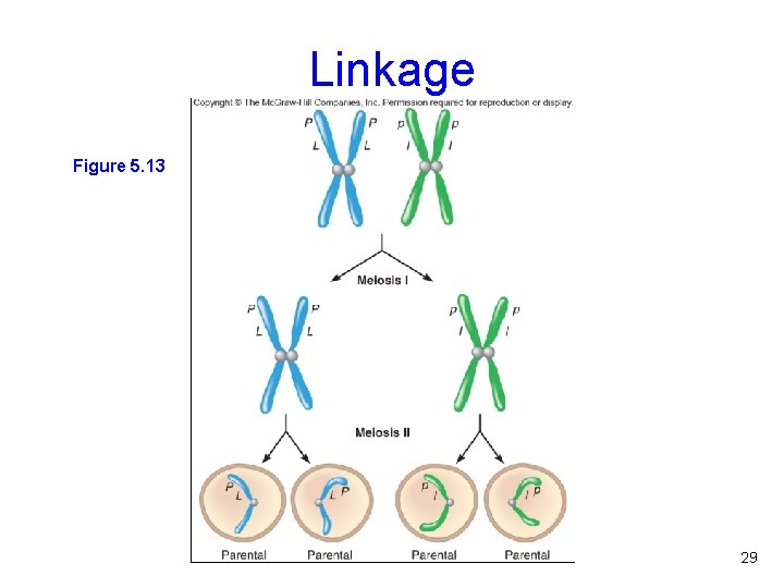 Linkage Figure 5. 13 29 