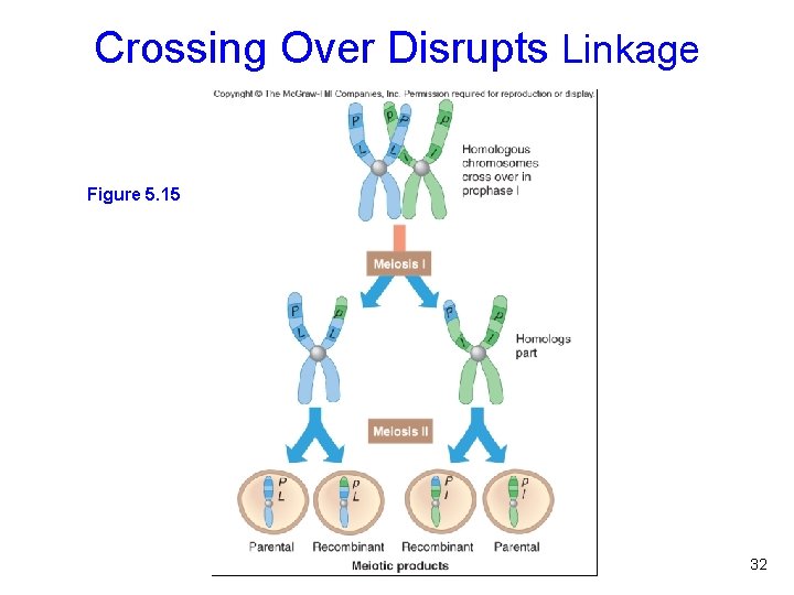 Crossing Over Disrupts Linkage Figure 5. 15 32 