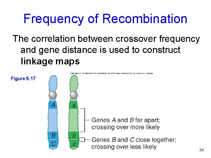 Frequency of Recombination The correlation between crossover frequency and gene distance is used to