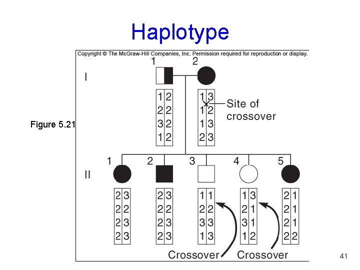 Haplotype Figure 5. 21 41 