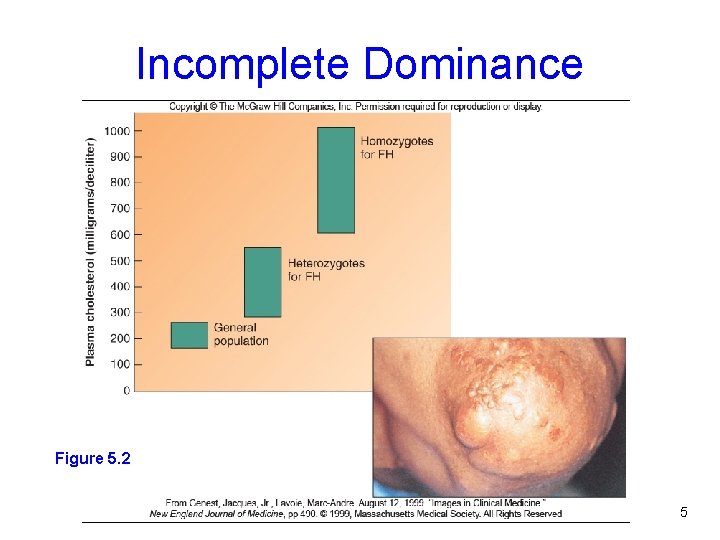 Incomplete Dominance Figure 5. 2 5 