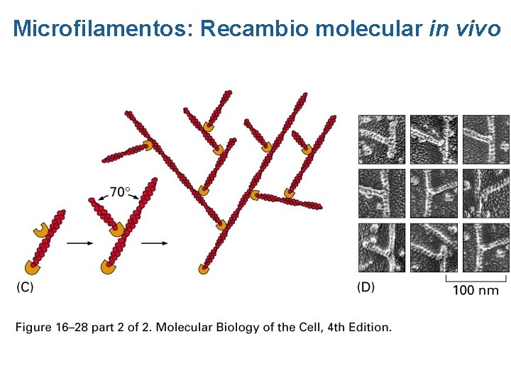 Microfilamentos: Recambio molecular in vivo Microfilamentos: Recambio molecular in vivo