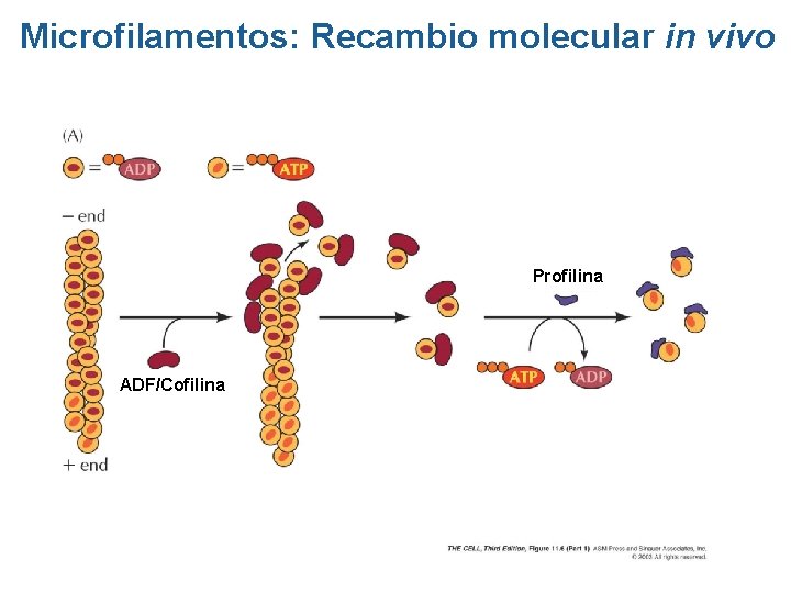 Microfilamentos: Recambio molecular in vivo ADF/Cofilina (C) ADF/Cofilina Profilina Microfilamentos: Recambio molecular in vivo ADF/Cofilina (C) ADF/Cofilina Profilina