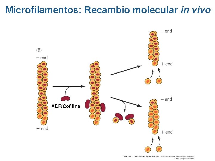 Microfilamentos: Recambio molecular in vivo ADF/Cofilina Microfilamentos: Recambio molecular in vivo ADF/Cofilina