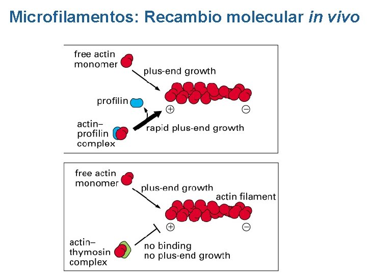 Microfilamentos: Recambio molecular in vivo Microfilamentos: Recambio molecular in vivo