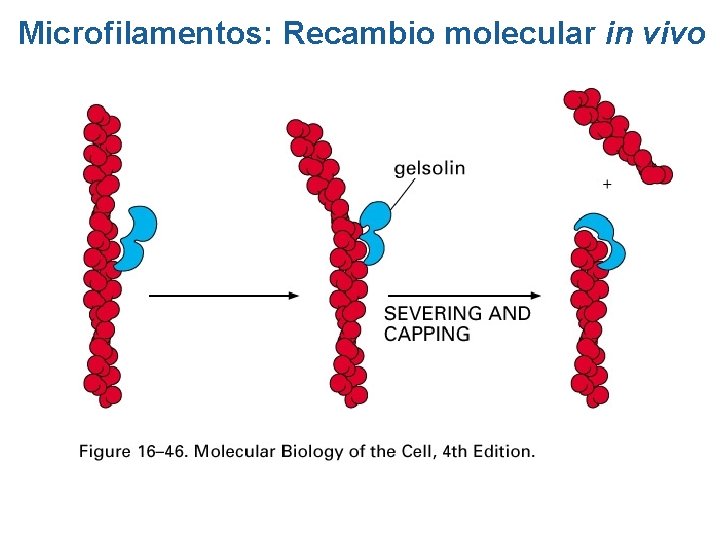Microfilamentos: Recambio molecular in vivo Microfilamentos: Recambio molecular in vivo