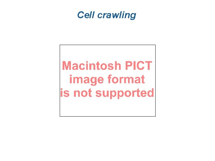 Cell crawling Cell crawling