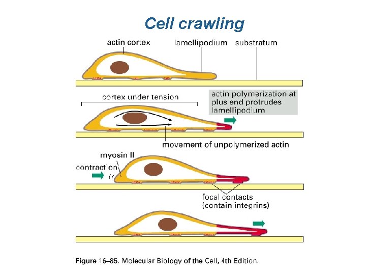 Cell crawling Cell crawling