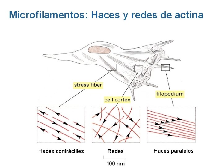 Microfilamentos: Haces y redes de actina Haces contráctiles Redes Haces paralelos Microfilamentos: Haces y redes de actina Haces contráctiles Redes Haces paralelos