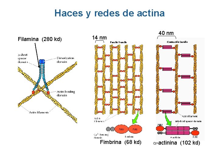 Haces y redes de actina Filamina (280 kd) 14 nm Fimbrina (68 kd) 40 Haces y redes de actina Filamina (280 kd) 14 nm Fimbrina (68 kd) 40