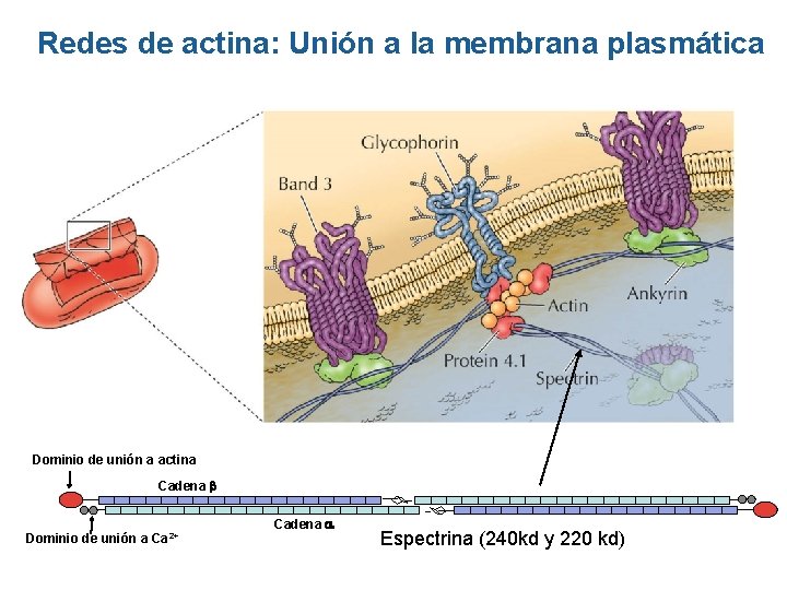 Redes de actina: Unión a la membrana plasmática Dominio de unión a actina Cadena Redes de actina: Unión a la membrana plasmática Dominio de unión a actina Cadena