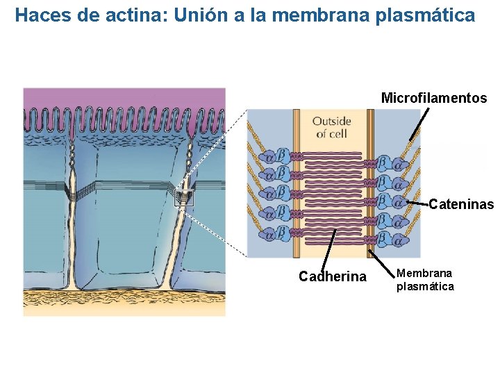 Haces de actina: Unión a la membrana plasmática Microfilamentos Cateninas Cadherina Membrana plasmática Haces de actina: Unión a la membrana plasmática Microfilamentos Cateninas Cadherina Membrana plasmática