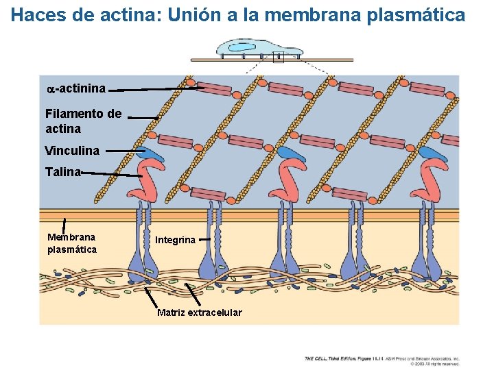 Haces de actina: Unión a la membrana plasmática -actinina Filamento de actina Vinculina Talina Haces de actina: Unión a la membrana plasmática -actinina Filamento de actina Vinculina Talina