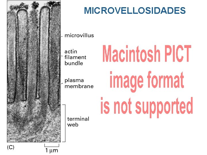 MICROVELLOSIDADES MICROVELLOSIDADES