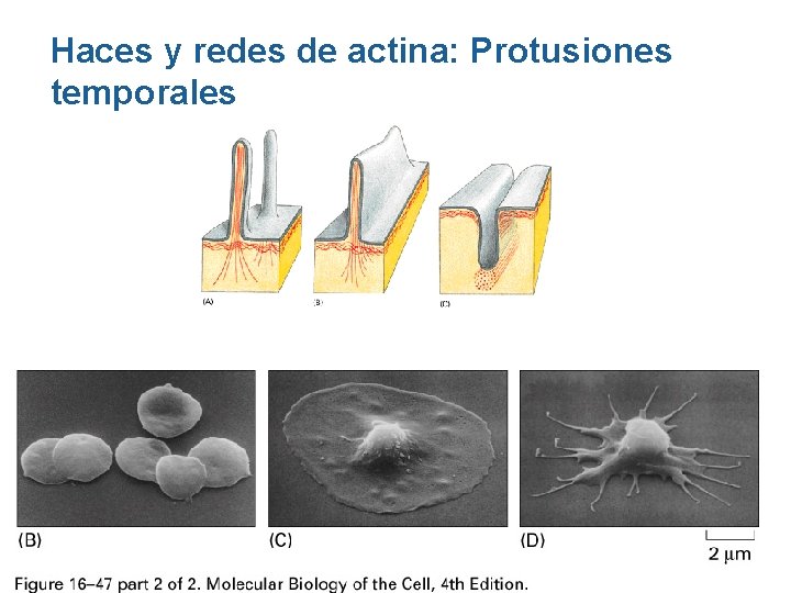 Haces y redes de actina: Protusiones temporales Haces y redes de actina: Protusiones temporales